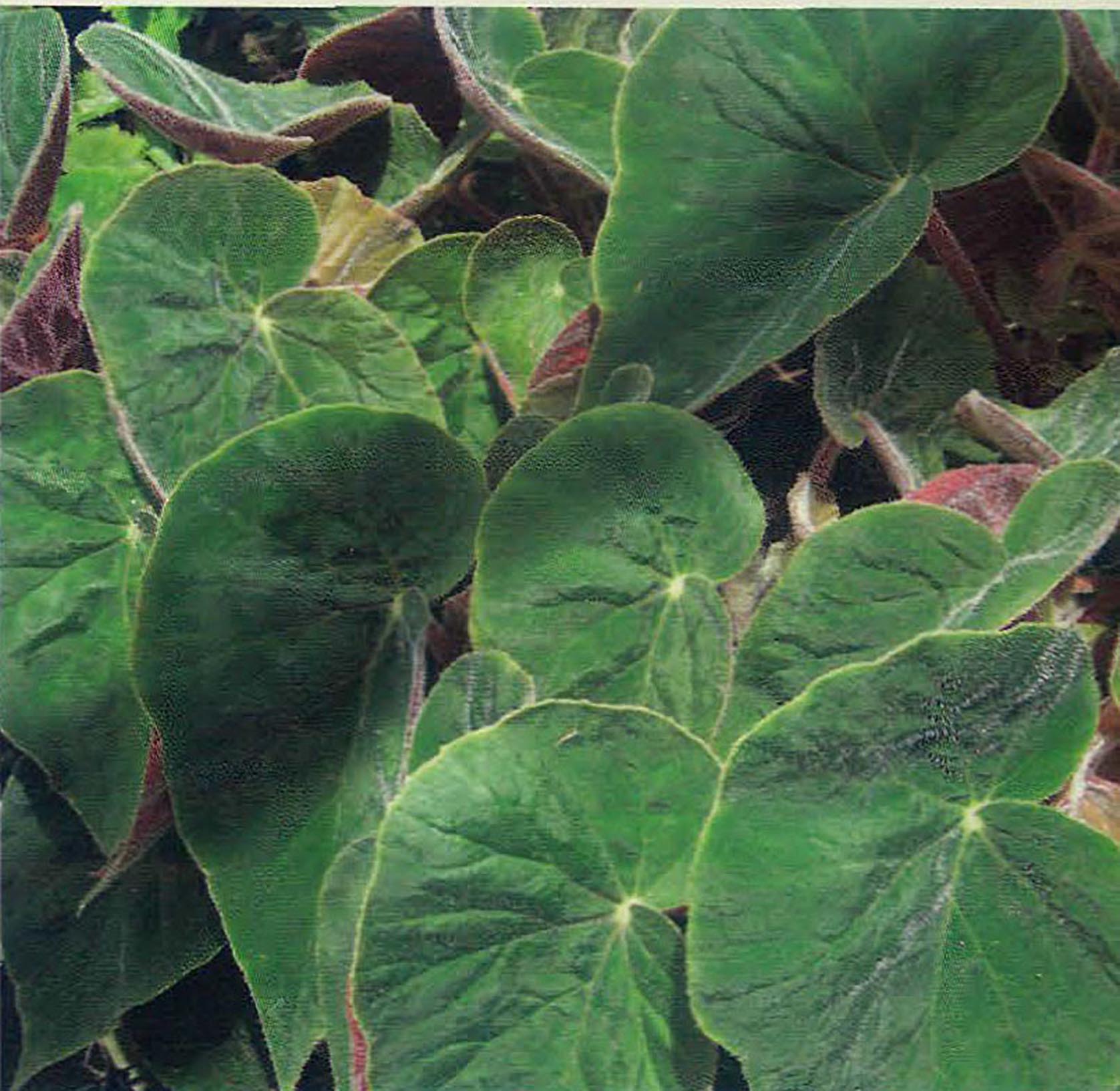 B. ‘Loma Alta’